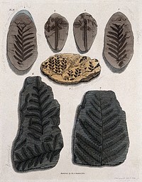 Seven different fossilised remains of plants in schistose stones. Coloured etching by S. Springsguth.