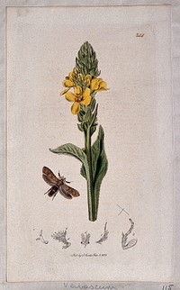 Common mullein (Verbascum thapsus) with an associated moth and its anatomical segments. Coloured etching, c. 1831.