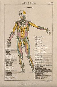 An écorché: with left arm extended to the side, seen from the front, and with muscles indicated in various colours. Coloured line engraving by H. Mutlow, 1808.