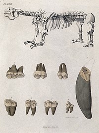 The skeleton of a megatherium and teeth of a fossil bear. Coloured etching by S. Springsguth.