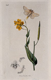 A bird rape plant (Brassica campestris) with an associated moth and its anatomical segments. Coloured etching, c. 1830.