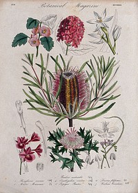 Seven garden plants, including an orchid and an Australian honeysuckle: flowering stems and floral segments. Coloured etching, c. 1836.