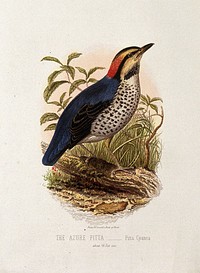 An azure pitta bird (Pitta cyanea). Colour lithograph, ca. 1875.
