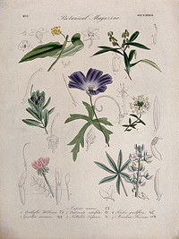 Seven British garden plants, including a lupin: flowering stems and floral segments. Coloured etching, c. 1833.