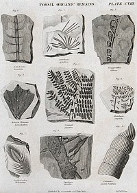 Nine fossilised organic remains. Etching by W. H. Lizars.