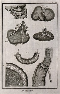 Pancreas, liver, spleen without its membranes, intestines, lacteals etc. after Kulm, Reverholt, Bidloo, Ruysch, Peyer and Heister. Engraving by Benard, late 18th century.