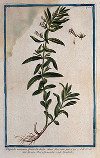 Hedge hyssop (Gratiola officinalis L.): entire flowering plant with separate floral sections. Coloured etching by M. Bouchard, 1774.