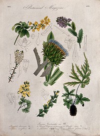 Seven British garden plants, including a cardoon: flowering stems and some floral segments. Coloured etching, c. 1833.