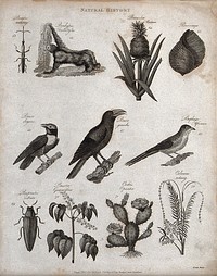 Above, an insect, a monkey, a plant (bromelia), a shell and three birds; below, a beetle, a cactus and two plants. Engraving by Heath.