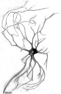 Nerve cell from anterior horn of spinal cord grey matter