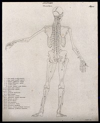 An écorché showing bones, with left arm extended to the side, seen from the back: diagram showing the outlines of the muscles & bones. Line engraving by Campbell, 1816/1821.