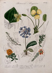 Seven British garden plants, including stinking Benjamin: flowering stems and some floral segments. Coloured etching, c. 1833.