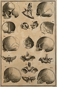 Skulls and skull fragments, showing different shapes of skulls and variations in sutures, after Eustachius. Etching by I. Basire, 1743, after an engraving, c. 1552.