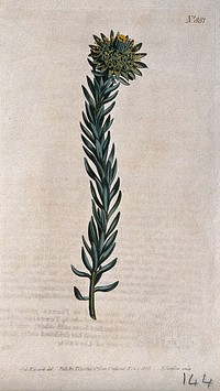 A plant (Leucadendron fusciflorum): flowering stem. Coloured engraving by F. Sansom, c. 1805, after S. Edwards.