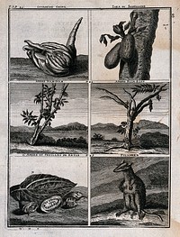 Animals and plants from the East Indies, including chinese citron or natsumikan, jak fruit, nam-nam tree, bilimbi tree, betel nuts and filander. Line engraving after C. de Bruins, 1706.