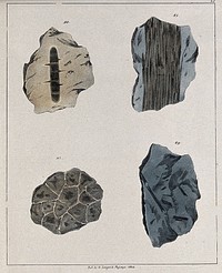 Fossilised organic remains in two stones. Coloured lithograph.