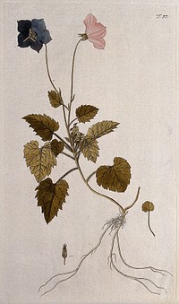 Bellflower (Campanula carpatica Jacq.): flowering stem with root and separate leaf, fruit and seed. Coloured engraving after F. von Scheidl, 1770.