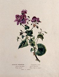 A geranium (Geranium purpureum): flowering stem. Watercolour, ca. 1850 .
