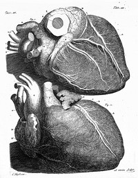 Thesaurus anatomicus primus [-decimus] .... Het eerste [-tiende] anatomisch cabinet / [Frederik Ruysch].