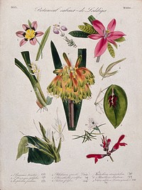 Nine flowering plants, including two orchids and a kaffir lily (Natal lily, Clivia species). Coloured transfer lithograph, c. 1833.