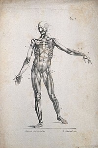 An écorché figure showing bones, with left arm extended, seen from the front. Lithograph by Battistelli after C. Squanquerillo, 1836.
