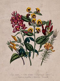Four ornamental greenhouse flowers, including coral bush (Templetonia retusa). Coloured lithograph, c. 1848.