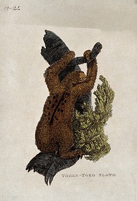 A three toed sloth climbing a tree. Coloured etching.