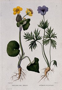 Kingcups (Caltha palustris) and pasque-flower (Pulsatilla vulgaris): entire flowering plants. Coloured etching by C. Pierre, c. 1865, after P. Naudin.
