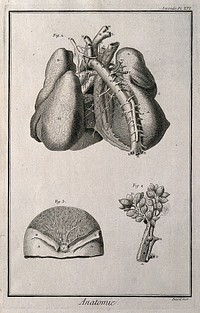 The arteries and lungs (fig. 2), after Haller; the breast (fig. 3), after Nuck; branch of the bronchi (fig. 4), after Bidloo. Engraving by Benard, late 18th century.