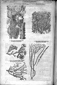 Theatrum botanicum: the theater of plants. Or, an herball of large extent: containing therein a more ample and exact history and declaration of the physicall herbs and plants that are in other authours, encreased by the access of many hundred new ... plants from all parts of the world, with sundry gummes, and other physicall material ... and a most large demonstration of their natures and vertues. Distributed into sundry classes or tribes, for the more easie knowledge of the many herbes of one nature and property ... collected ... / by John Parkinson Apothecary of London, and the Kings herbarist.