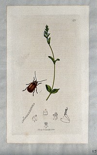 Speedwell plant (Veronica serpyllifolia) with an associated beetle and its anatomical segments. Coloured etching, c. 1831.
