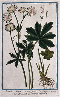 Masterwort (Astrantia major Pallas): flowering stem with separate leaves, rootstock and floral segments. Coloured etching by M. Bouchard, 1778.
