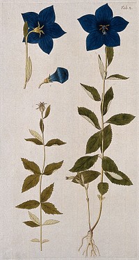 Balloon flower or Chinese bellflower (Platycodon grandiflorus (Jacq.) A.DC): flowering stem with separate fruiting stem and flowers. Coloured engraving after F. von Scheidl, 1776.