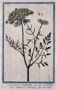 Wild carrot (Daucus carota L.): flowering and fruiting stem with separate flower, fruit and seed. Coloured etching by M. Bouchard, 1778.
