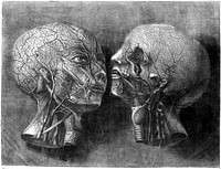 Subcutaneous blood vessels of the head and neck. Colour mezzotint by J. F. Gautier D'Agoty, 1748.