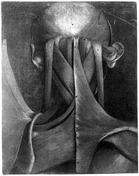 Muscles of the head, neck and shoulders. Colour mezzotint by J. F. Gautier d'Agoty after himself, 1745-1746.