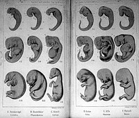 Natürliche Schöpfungs-Geschichte : gemeinverständliche wissenschaftliche Vorträge über die Entwickelungs-Lehre / von Ernst Haeckel.