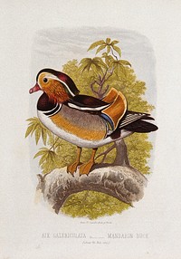 A mandarin duck (Aix galericulata). Colour lithograph, ca. 1875.
