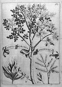 Flora, seu de florum cvltvra lib. IV / [Giovanni Battista Ferrari].