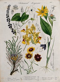 Seven garden plants, including an orchid and a sunflower: flowering stems and floral segments. Coloured etching, c. 1836.