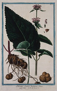 A plant (Phlomis sp.): flowering stem with separate leaf, rootstock, floral and fruit segments and seed. Coloured etching by M. Bouchard, 1775.