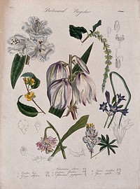 Seven plants, including a rhododendron and a yucca: flowering stems. Coloured etching, c. 1834.