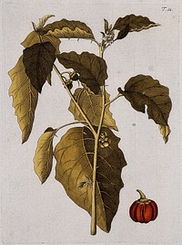 A plant (Solanum aethiopicum L.): flowering and fruiting stem with separate fruit. Coloured engraving after F. von Scheidl, 1770.