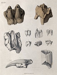 Fossil teeth of mammals: hippopotamus, rhinoceros, tapir, Palaeotherium medium, Anoplotherium, Megalonyx (tooth and claw). Coloured etching by S. Springsguth, 1833.