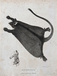 A black flying opossum and a skeletal detail of its claw. Etching by P. Mazell.