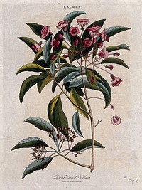 Mountain laurel or calico bush (Kalmia latifolia): flowering stem. Coloured etching by J. Pass, c. 1811.
