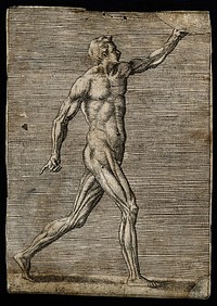 A male écorché figure, lateral view seen from the right, striding towards right, holding disc. Engraving by G. Bonasone, 155-.