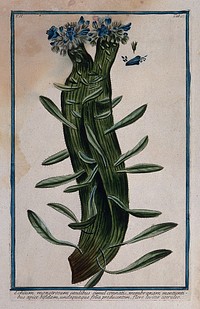 A species of Echium: flowering stem with separate floral sections. Coloured etching by M. Bouchard, 1774.