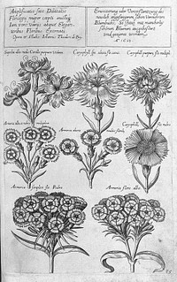 Florilegium novum ... New Blumbuch, darinnen allerhand schöne Blumen und frembde Gewächs, mit ihren Wurtzeln und Zwiebeln, mehrer theils dem Leben nach in Kupffer fleissig gestochen zu sehen seind / [J.T. de Bry].