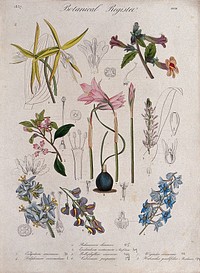 Eight plants, including two orchids, a delphinium and a laburnum: flowering stems. Coloured etching, c. 1837.